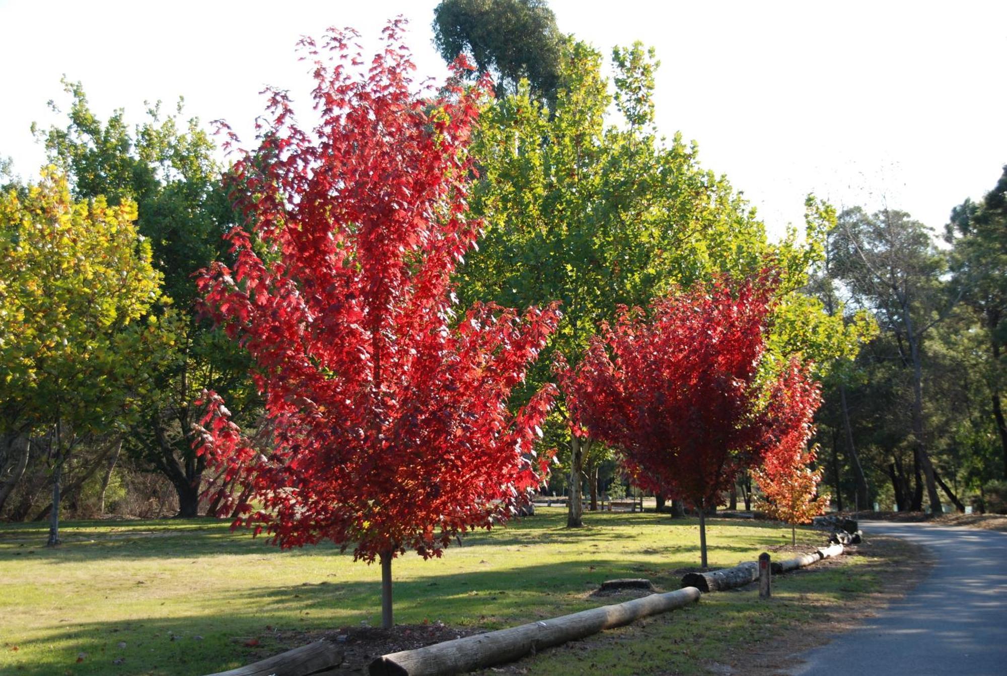 Beechworth Lake Sambell Caravan Park Exterior foto